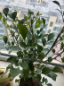 泰西丝水培植物盆栽绿植花卉 九里香1棵+18贴纸玻璃花瓶（颜色随机） 晒单实拍图