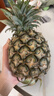 海南金钻凤梨香甜无渣多汁手撕大凤梨非菠萝产地直发 带箱3.6-4斤 中果 实拍图