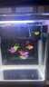 宠街坊小鱼缸一体缸自循环水族箱桌面客厅小型送礼生态鱼缸造景240 实拍图