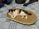 汪野君养猫新手全套用品猫砂盆套装喂食喂水器绒布猫窝猫玩具组合十件套 实拍图