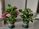 花翁绣球花苗无尽夏大花幸运八仙花阳台室内庭院花卉盆栽植物源头直发 实拍图