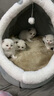 麦富迪猫粮 barf霸弗天然猫粮冻干生骨肉成猫粮养胃益肠牛肉100g 实拍图