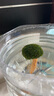 旺园兴鱼缸造景树定植树沉木活体装饰水草无需底沙鱼缸造景增氧莫斯植物 高12cm左右(蘑菇头直径8cm) 实拍图