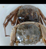 陆龙兄弟花雕生醉蟹 开盖即食大规格醉河蟹 非熟醉蟹宁波上海风味冷冻水产 [冷冻]海诺醉蟹1100g*2桶 实拍图