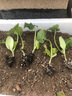 寿禾西葫芦蔬菜种子三月瓜角瓜寿光种孑菜瓜翠宝菜籽夏秋播种 西葫芦种子25粒+翠宝西葫芦秧5棵 实拍图