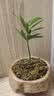 八芽海岛罗汉松指尖微型盆栽桌面小绿植迷你拇指好养植物源头直发包邮 海岛礁石罗汉松 陶瓷盆-带盆栽好 实拍图