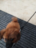 慧宠儿狗狗牵引绳背心式小型犬中型犬大型犬金毛泰迪小狗幼犬遛狗绳狗链 2米黑色（三件套） S码（约5-12斤） 实拍图