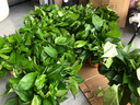 九千谷绿萝盆栽除甲醛绿植花卉鲜活植物盆景陶色绿叶盆12盆源头直发 实拍图