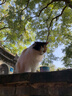 欢宠网伊丽莎白圈猫宠物狗猫咪狗狗绝育软项圈头套脖套防舔防咬脖圈耻辱 实拍图