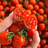 京鲜生 釜山88玲珑水果小番茄/圣女果 净重1斤 单果4-8g 生鲜水果 实拍图