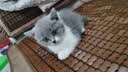喔喔（WOWO）猫粮 猫主食冻干三鲜全价猫粮无谷猫粮成猫粮幼猫粮通用冻干猫粮 经典鳕鱼虾味 3KG 实拍图