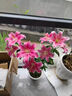 百合花种球香水百合四季开花好养活花卉植物室内外耐寒花苗盆栽 【进口2颗】百合花种球混搭+肥料 实拍图