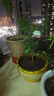 叶之静柠檬树苗 阳台 庭院植物 南方北方种植 果树苗 当年颗结果 青皮绿心 五年大苗当年结果 实拍图