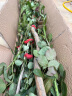 千特蔷薇花种子月季玫瑰四季开花爬墙庭院室内花卉盆栽植物玫瑰种子 混色500粒+肥料 晒单实拍图