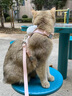 柒哦狗狗牵引绳小型犬背心式遛狗绳子泰迪比熊胸背带外出狗链子宠物 小兔子-粉色【背心式 双重锁扣】 S码-建议2-6斤 实拍图