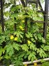 凤鸣雅世小油菜种子四季南方北方菜籽水灵灵青梗菜种子10克 实拍图