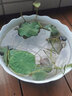 鑫意碗莲种子室内盆栽荷花种子睡莲四季开花水培碗莲花卉种子植物种子 新贵开口水培碗莲35粒+营养液 含塑料盆+1支营养液+1包水晶珠 实拍图