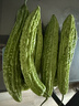新鲜现摘绿色苦瓜当季凉瓜清脆爽口清热降火新鲜蔬菜生鲜 苦瓜 4斤 带箱 实拍图