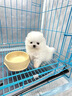 纯种博美幼犬宠物狗狗长不大俊介小型犬活体博美可爱家庭宠物狗 血统级 公 实拍图