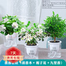 樱霞【顺丰上门】花卉植物室内桌面净化空气水培小绿植好养活驱蚊盆栽 九里香+胡椒木+栀子花 带盆 实拍图