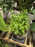 开时果 小叶赤楠盆景摆件 办公室桌面绿植花卉好养盆栽植物源头直发包邮 【热销款】哥窑浸墨盆+苔藓+底座 实拍图