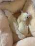 小囧家 蜜袋鼯专用窝仓鼠棉窝保暖金丝熊躲避窝冬天花枝松鼠吊床窝过冬 灰色狗狗大号 实拍图