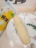 骑猴赶马漳州牛奶玉米【顺丰】生吃即食玉米新鲜采摘代餐爆浆牛奶水果玉米 【顺丰/JD】牛奶玉米 1.1斤 【2根】 【约2根】 实拍图