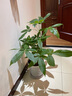 发财树盆栽室内植物客厅绿植大型室内大棵盆景办公室摆件花卉h 【发财树】0.6-0.7米独杆款（螺纹盆） 含盆 实拍图