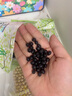 甸禾有机黑豆400g（东北有机认证 五谷杂粮打豆浆可用 袋装） 实拍图