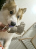 贵为（GiGwi）狗玩具发声毛绒帆布磨牙耐咬狗狗玩具幼犬中小型犬宠物玩具 实拍图