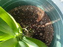 美乐棵 通用型营养土18L/袋园艺种植基质土花土肥料盆栽绿植种植土 实拍图
