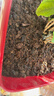 萌萌肉品氏泥炭土丹麦进口多肉营养土花土纯泥炭草炭养花基质疏松 纯泥炭10-30毫米18斤 实拍图