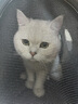 宠星记 猫包 小猫咪 猫咪宠物外出包 手提单肩斜挎透气猫包 绝育外出 大号 粉色小猫（12斤以内） 实拍图