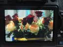 佳能（Canon）EOS 750D 760D 800D 850D 77D 二手单反相机高清数码照相机 99新 750D EF 18-55mm STM 标配【无内存卡等配件，套餐更划算】 99新 实拍图