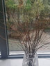 沭之美干枝雪柳银柳龙柳鲜枝水养插花水培植物室内花卉好养绿植遇水开花 雪柳高约90厘米20支 不含盆 实拍图