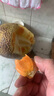 七果优品新鲜印尼红红肉菠萝蜜进口热带水果应季奶香脆甜红心木波罗一整个 红色 12-14斤印尼红【精选红肉】 实拍图