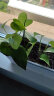 九千谷超窄长条花盆储水窗台种植盆蔬菜种植箱长方形阳台花盆1个装9041 实拍图