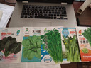 【种子大全】12种蔬菜种子四季菜种子阳台盆栽绿植庭院易种春秋 菠菜+芹菜+菜心+香菜+茼蒿 实拍图