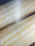 昔日印象黄玉米即食甜糯玉米棒玉米粒水果玉米低脂真空粘玉米220g*8根 实拍图