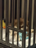 憨憨宠 狗笼 狗笼子中大型犬小型犬带厕所加粗加固金毛拉布拉多方管笼子 3.0管双喂食门狗笼110款 90斤内适用 实拍图
