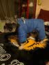 SLPC狗狗衣服冬天保暖中小型犬加厚四脚狗棉衣泰迪柯基小狗幼犬冲锋衣 蓝 3XL（适合约21-25斤） 实拍图