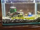 疯狂水草鱼缸水草净化水质套餐蜈蚣草阴性水草浮萍植物活体水培 三角莫斯8*20 实拍图