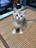 LEGENDSANDY蓝氏全价猫粮成猫幼猫生骨肉冻干粮 盒装 猎鸟乳鸽4.5kg 实拍图