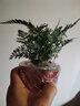 开时果 水培植物办公室内桌面盆栽 水养绿萝水生花植物绿植源头直发包邮 铁线蕨（含玻璃瓶+竹托） （加赠 营养液） 实拍图