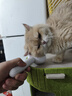 HELLOJOY宠物猫毛梳喷雾按摩梳去浮毛开结撸猫针梳猫咪梳毛专用神器猫梳子 实拍图