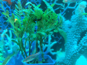 云峰海瑞水草活体懒人草鱼缸造景活体水草套餐鱼缸水草有茎类中后景真水草 【好养易活】雨裂1杯 实拍图