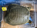 千岛湖生态甲鱼足年足龄生长中华鳖活体 大老鳖活体王八清水鳖 鲜活 5龄1000g鲜活公鳖 生态甲鱼-鲜活到家 实拍图