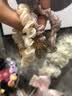 网纱头绳高弹力豹纹发绳气质高颜值欧根纱发圈头饰品扎头发TS50 欧根纱发圈3个 实拍图