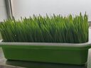 寿禾 芽苗菜盘带盖保温无土栽培水培种植盘 保温育苗盘*1 实拍图