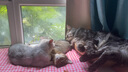 INSTINCT百利猫罐头高蛋白鸡无谷鸡补充营养猫咪幼猫猫粮成猫罐头 高蛋白鸡肉罐头 156g 4罐 实拍图